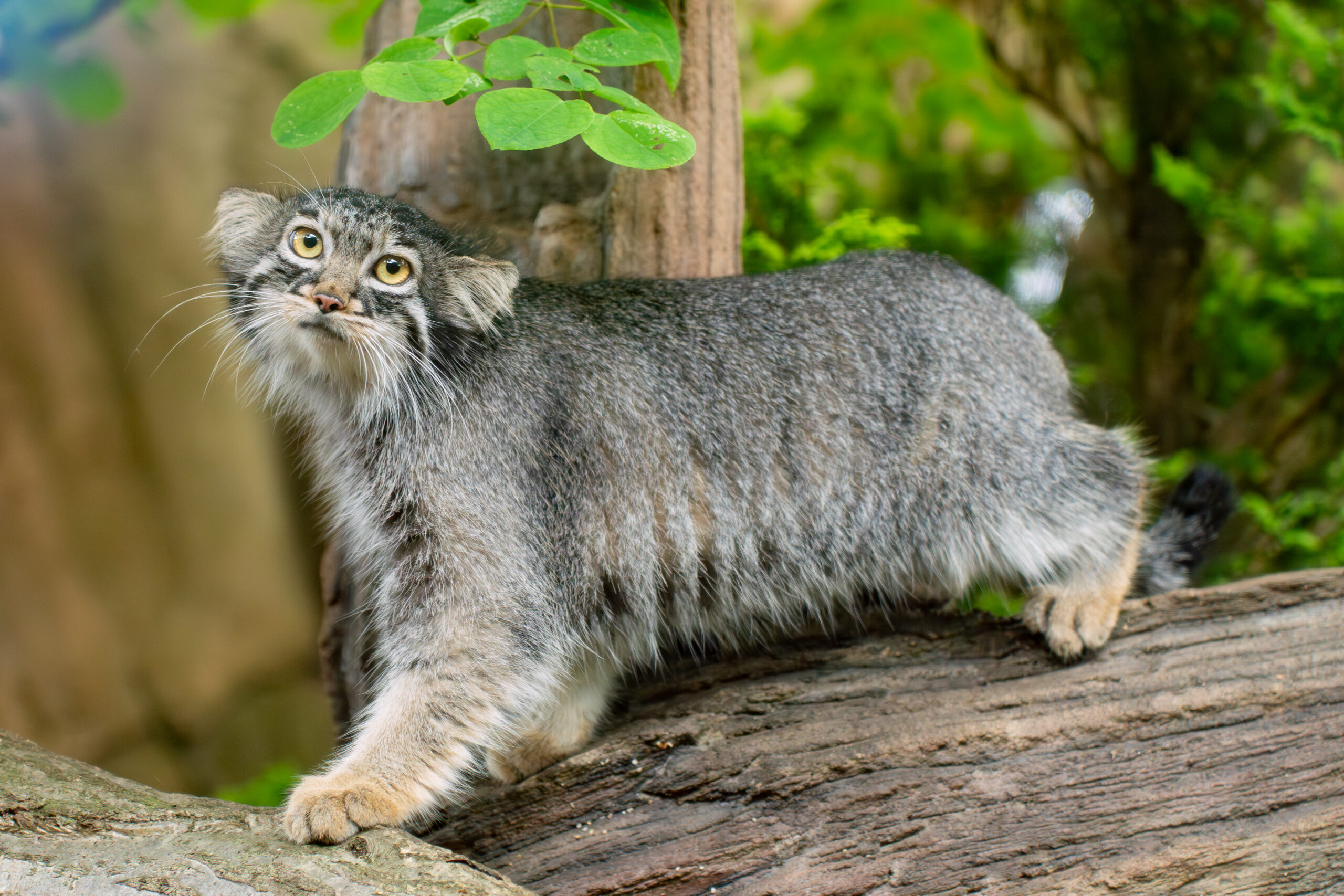 那須どうぶつ王国